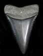 Serrated Fossil Great White Shark Tooth - #31612-1
